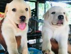 Labrador Puppies