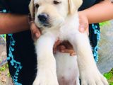 Labrador Puppies