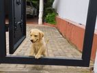 Labrador Puppies