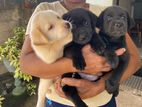 Labrador Puppies