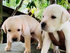 Labrador Puppies