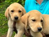 Labrador Puppies