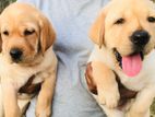 Labrador Puppies