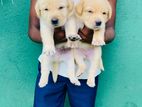 Labrador Puppies