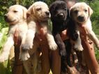 Labrador Puppies