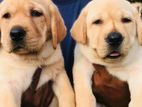 Labrador Puppies