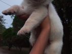 Labrador Puppies