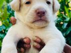 Labrador Puppies