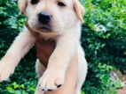 Labrador Puppies