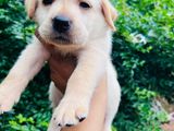 Labrador Puppies