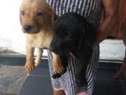 Labrador Puppies