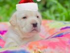 Labrador Puppies