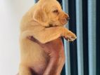 Labrador Puppies