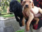 Labrador puppies