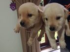 Labrador Puppies