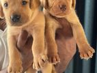 Labrador Puppies