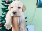 Labrador Puppies