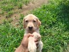 Labrador Puppies