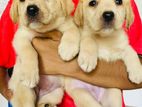 Labrador Puppies