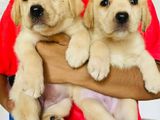 Labrador Puppies