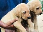 Labrador Puppies