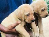 Labrador Puppies