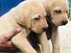 Labrador Puppies