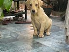 Labrador Puppies