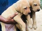 Labrador puppies