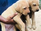 Labrador puppies