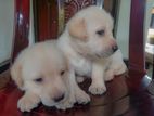 Labrador Puppies