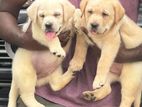 Labrador Puppies