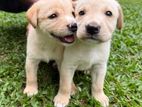 Labrador Puppies