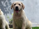 Labrador Puppies