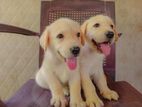 Labrador Puppies