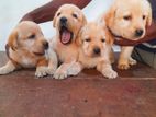 Labrador Puppies