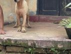 Labrador Puppies