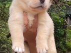 Labrador Puppies