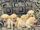Labrador Puppies