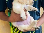 Labrador Puppies