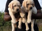 Labrador Puppies