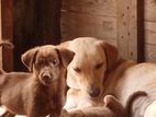 Labrador Puppies