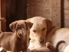 Labrador Puppies