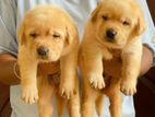 Labrador Puppies