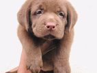 Labrador Puppies