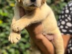 Labrador Puppies