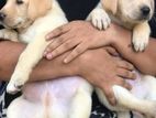 Labrador Puppies