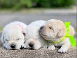 Labrador Puppies