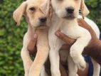 Labrador Puppies