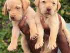 Labrador Puppies